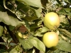 Äpfel