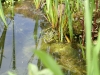 Froschteich