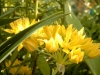 gelbe Blüten
