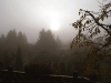 Nebel