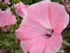 Pinky