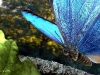 Schmetterling